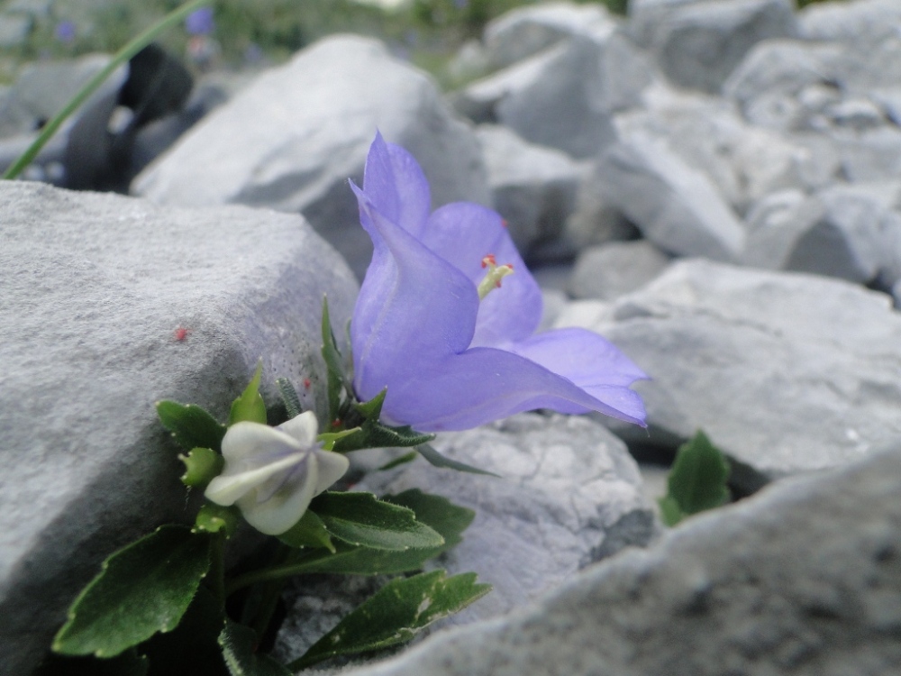 Campanula raineri / Campanula dell''arciduca